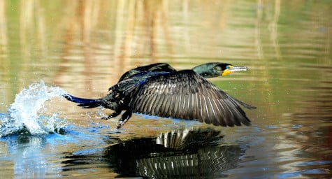 photograph of double-breasted cormorant taking off from pond
