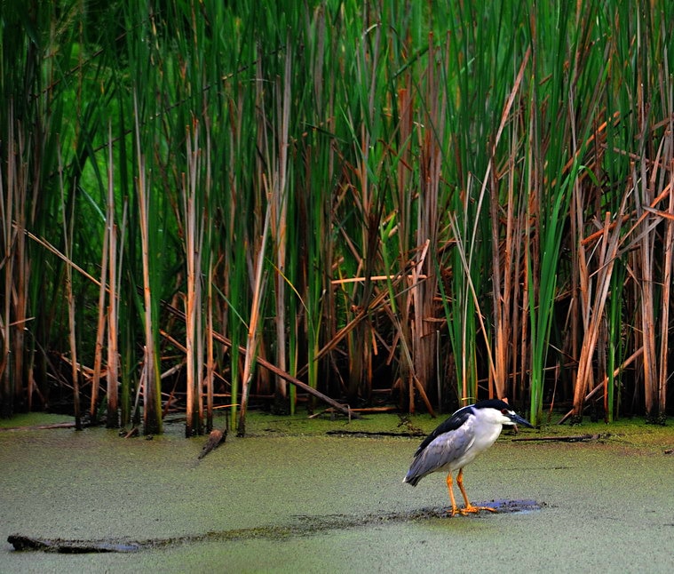 image of black crowned night heron perched on semi submerged log, catching some early evening sun rays