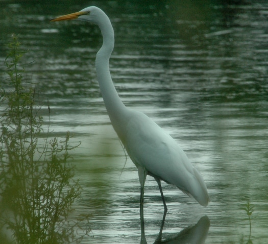 photograph of great egret wading in pond