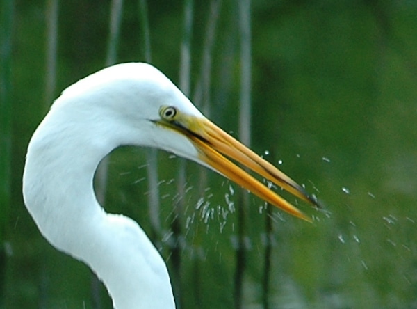 close up of great egret after missing a catch