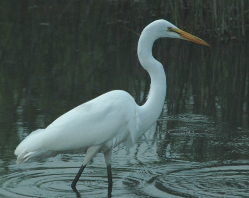 photograph of great egret missing a catch