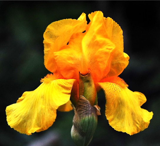 photograph of Orange Bearded Iris plant in bloom