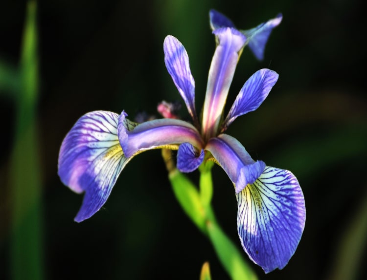 photograph of Northern Blue Flag Iris