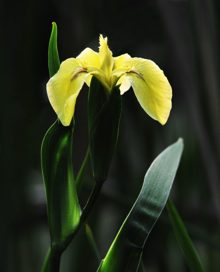 photograph of yellow flag iris in open bloom