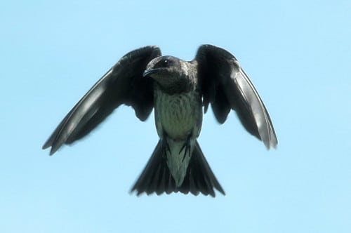 photograph of bank swallow in flight