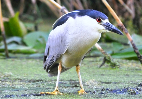 photograph of black crowned heron, adult with topknot