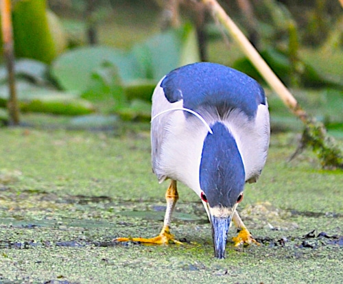 photograph of black crowned heron with its beak being used as a fish attractor, beak dipped in the ponds water.