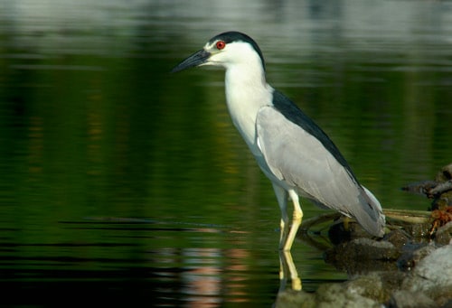 photograph of Black-capped Night Heron at the shoreline