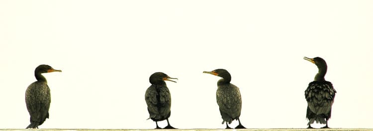 photo of four cormorants gossiping