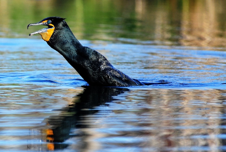 photograph of cormorant rising up from pond surface
