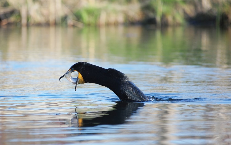 photograph of cormorant with fish