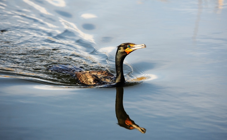 photo of cormorant on pond