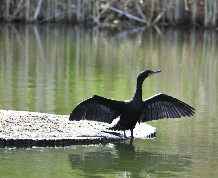 photograph of cormorant with wings spread sunning