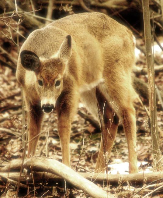 photograph of young deer close
