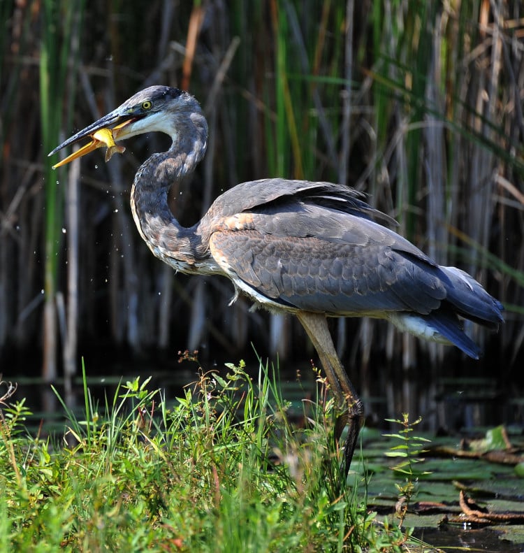 photograph of Great Blue Heron with a fish in its beak