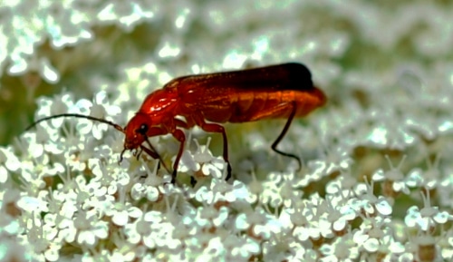 photograph of red soldier beetle on Queen Annes Lace, wings closed