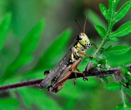 photograph of grasshopper 