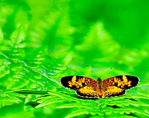 image of Pearl Crescent butterfly on ferns