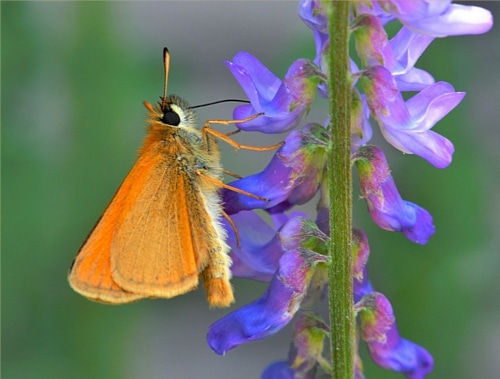 photograph of Essex Skipper butterfly on wildflower Vetch drinking nectar