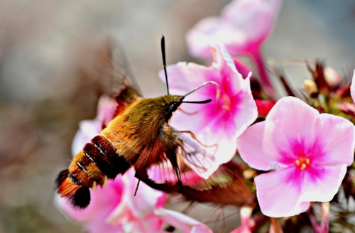 Photograph of hummingbird hawk moth sucking nectar