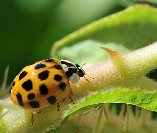 
image of Asian Ladybug