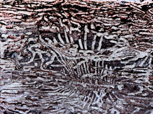 Image of tracings of larvae underneath the bark of a rotted log