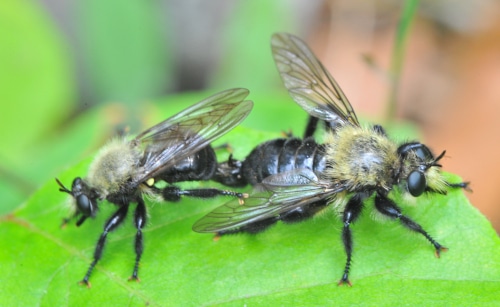 photograph of two insects, the bumble bee mimic flies