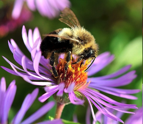 photograph of bumblebee foraging for pollen on flower