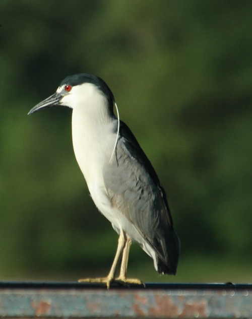 photograph of black-capped night heron at Etobicoke creek