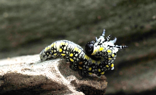 photograph of pine sawfly caterpillar in defense mode