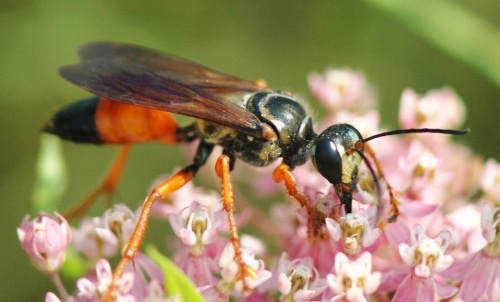 photograph of great golden digger 