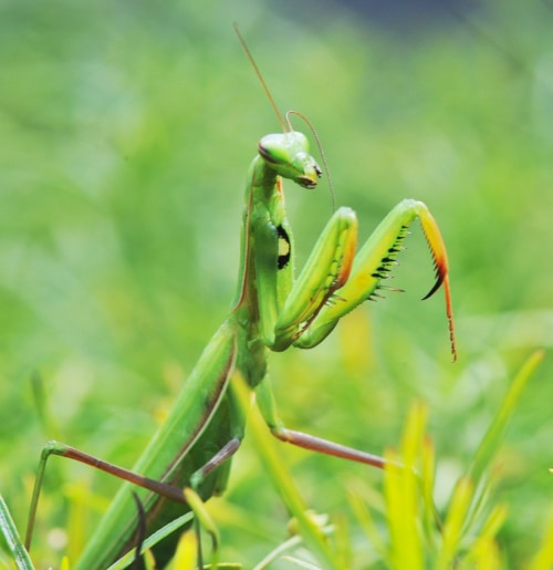 photograph of praying mantis