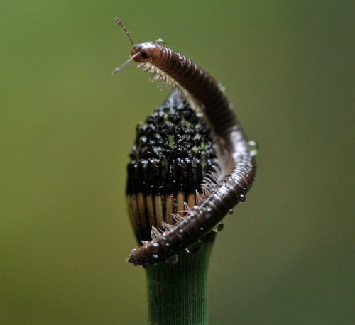 Image of millipede on horsetail plant