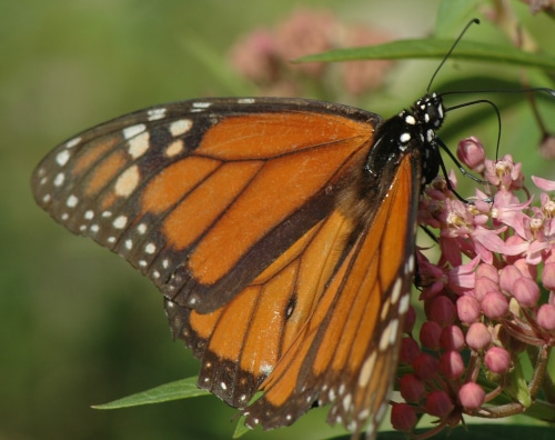 photograph of Monarch butterfly on milkweed/silkweed