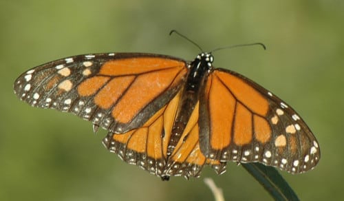 photograph of Monarch butterfly with wings open