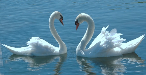 photograph of female and male swans
