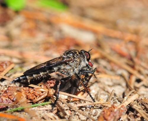 photograph of Assassin fly with prey