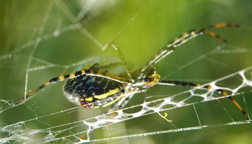 photograph of Banded Argiope spider on its web