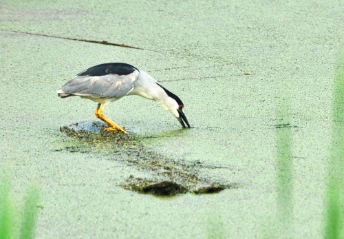 photograph of black-capped heron fishing with beak in pond