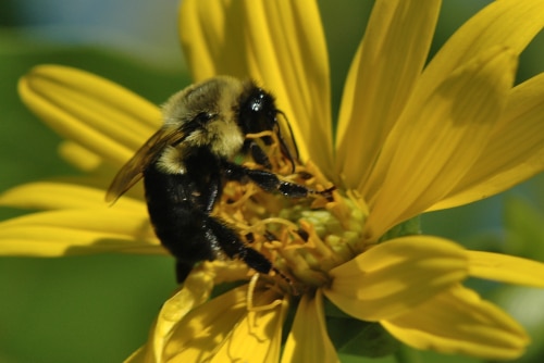 photograph of an insect on flower in a dance pose
