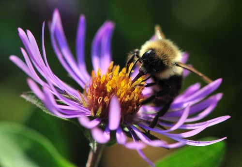 Image of common bumblebee on flower