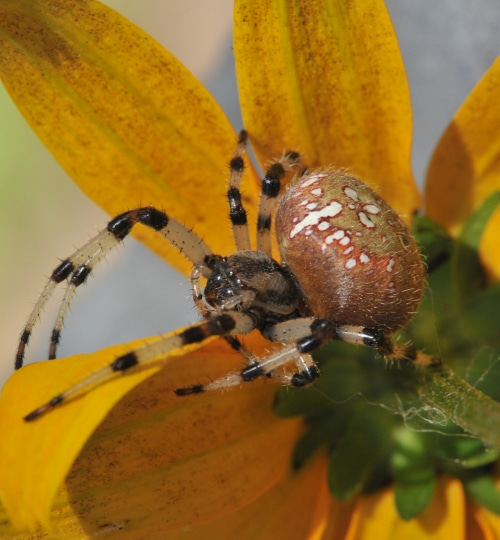 photograph of Shamrock orbweaver spider on the underside of flower