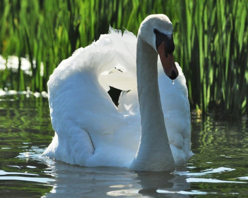 image of Cobbler the male mute swan