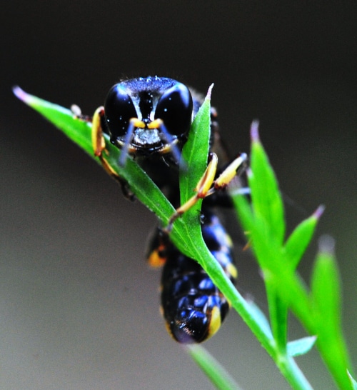 Image of a wasp on plant