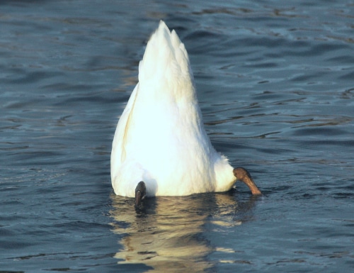 photograph of swan, up-side-down, feeding on roots, tubers and aquatic grasses.