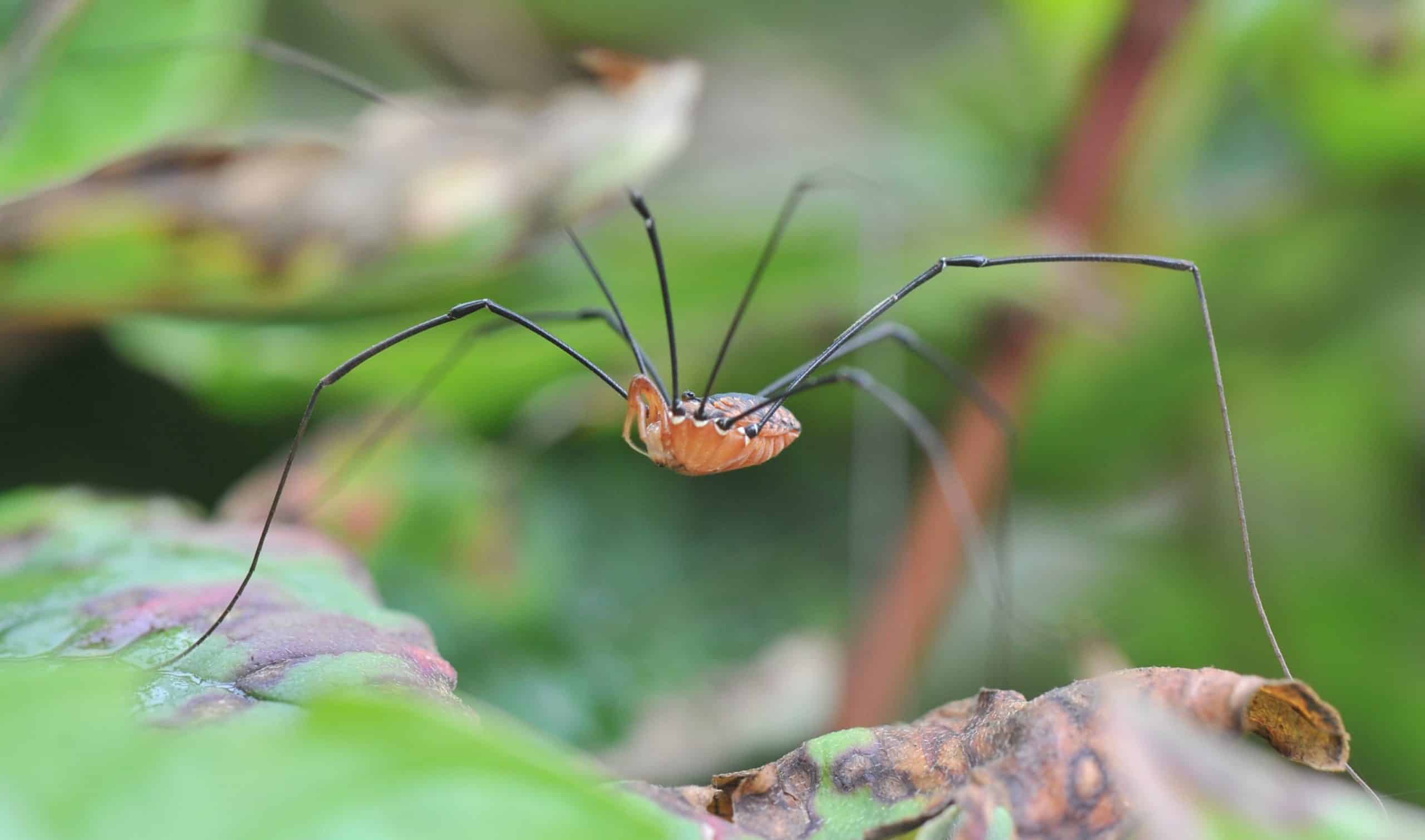 image of harvestman -daddylonglegs