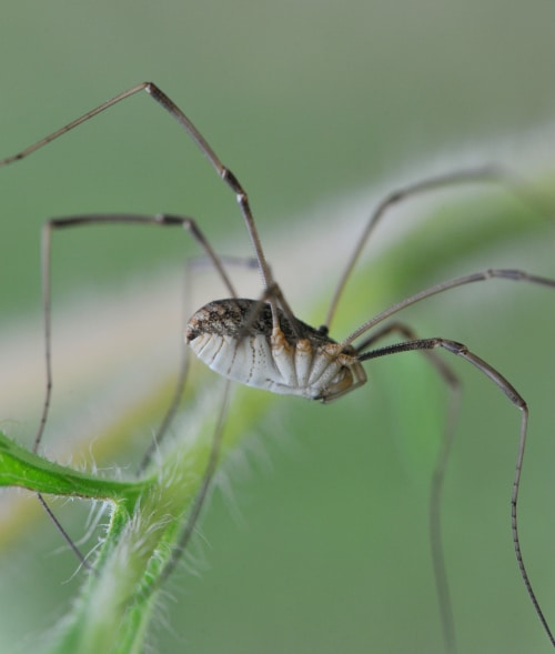 image of daddy long legs