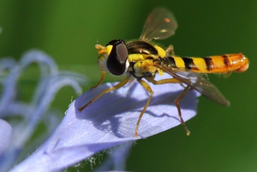 photograph of hover fly on flower petal