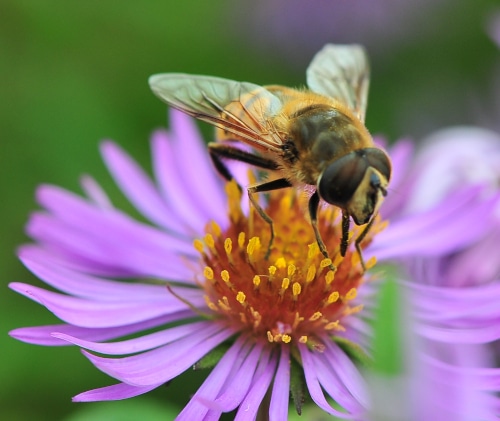 Image of adult hoverfly on flower