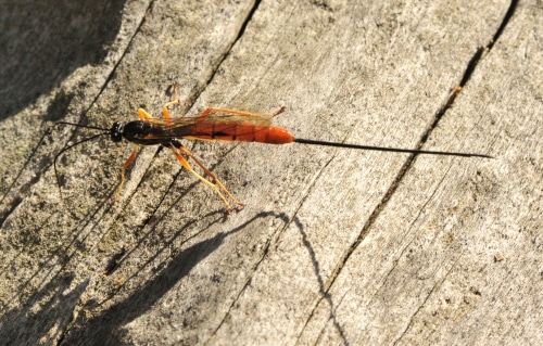 Image of Ichneumon wasp with long ovipositor